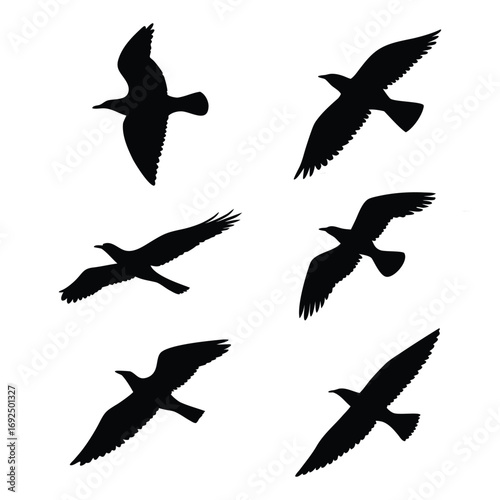 Silhouettes of six different birds in flight diverse aerial poses capturing nature's grace