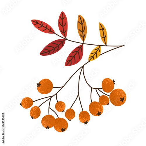 Isolated oak branch with rowan berries and leaves with grainy texture effect in red, yellow, orange colors. Trendy flat vector botanical illustration. Print for decoration card, poster, advertisement