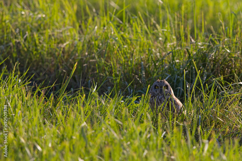 Seltene Sumpfohreule im Habitat – Asio flammeus in Wiesenlandschaft, versteckt im hohen Gras, Symbol für Tarnung, Naturverbundenheit und Artenvielfalt