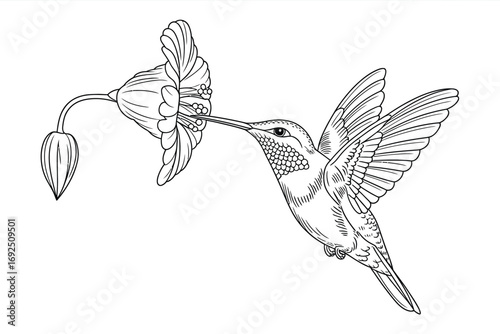 Detailed line art hummingbird feeding from a delicate flower elegant sketch nature bird drawing silhouette vector illustration white background