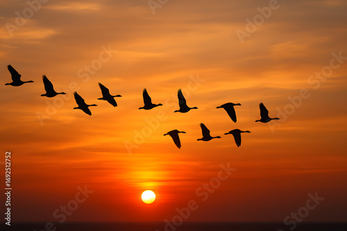 Fototapeta Naklejka Na Ścianę i Meble -  Migrating birds flying at sunset