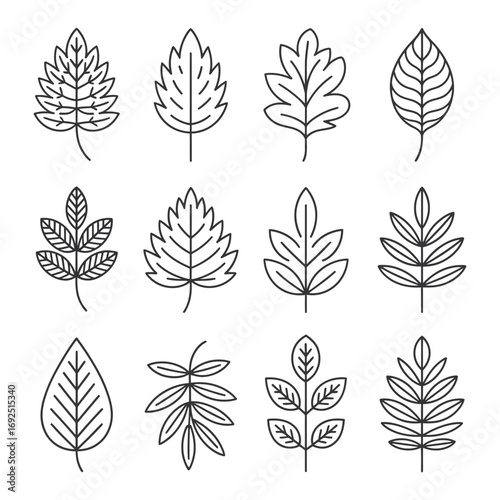 Collection of twelve delicate outline leaf designs for nature and botanical artistry silhouette vector illustration white background