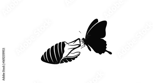 Emerging butterfly transforms from chrysalis against white background