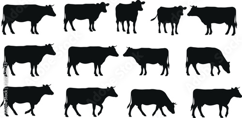 Silhouette cows in various standing and walking poses, farm animals, livestock silhouettes, grazing cattle, rural agriculture, black and white vector, cattle herd, bovine animals, farming concept, nat