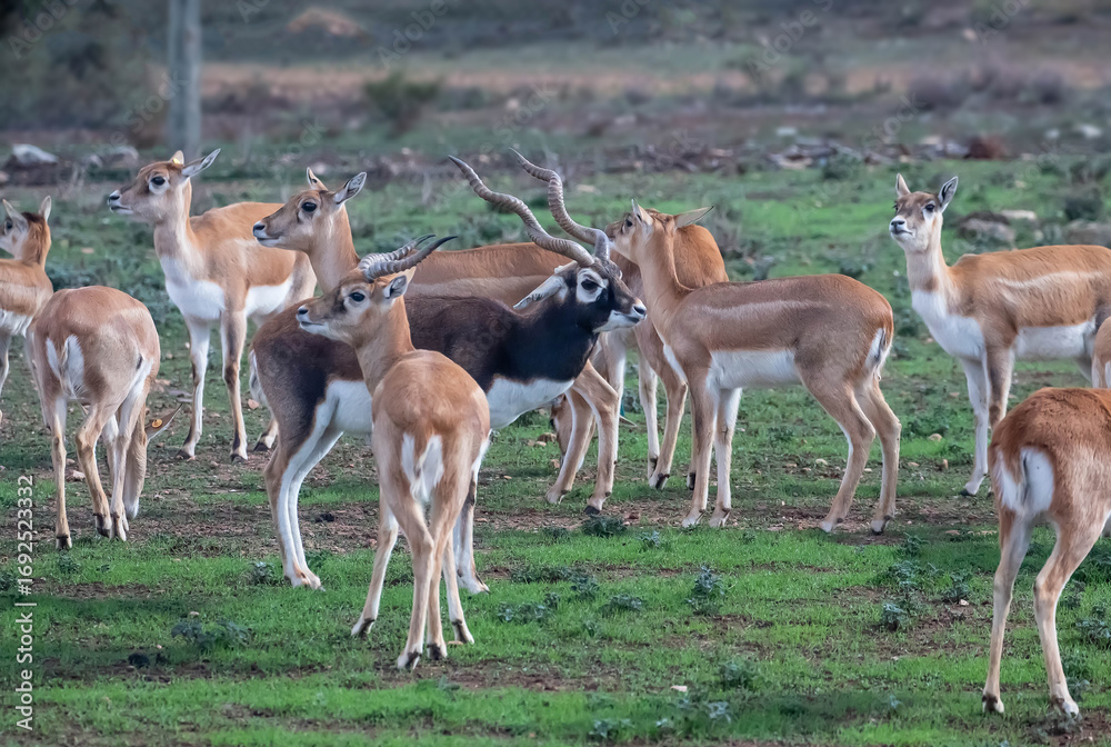 Fototapeta premium Herd of blackbucks grazing on green field with males and females in natural habitat