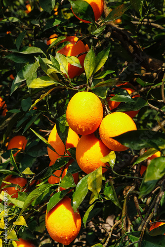 Fresh Navel Oranges Growing on Tree in Gannan Orchard with Green Leaves