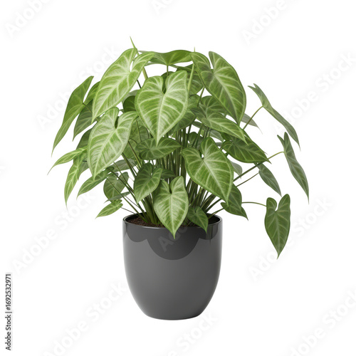 Vibrant alocasia plant in gray pot with lush green leaves