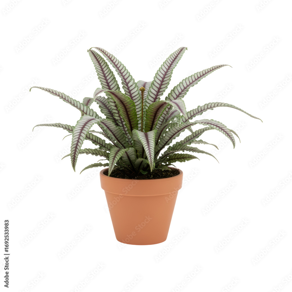 Obraz premium Vibrant potted calathea lancifolia on transparent background