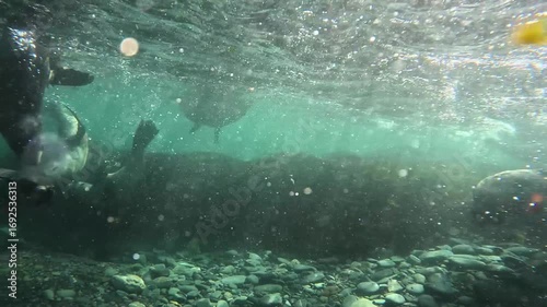 Underwater footage of Antarctic fur seals swimming playfully in clear turquoise waters