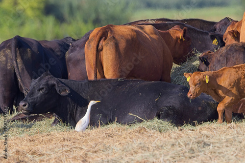 Kuhreiher (Bubulcus ibis) zwischen Angus-Rindern – Wildvogel inmitten einer Rinderherde, ländliche Szene und Symbol für Biodiversität und Symbiose in der Landwirtschaft
