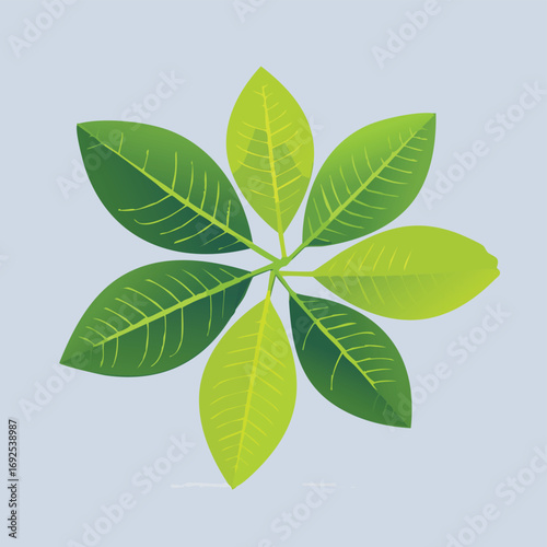 Lemon Leaves Vector Illustration in EPS Format, Minimalist Botanical Design