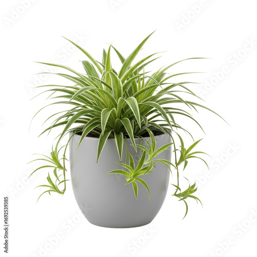 Lush spider plant in modern pot with vibrant green leaves