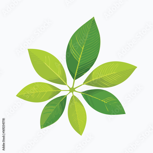 Lemon Leaves Vector Illustration in EPS Format, Minimalist Botanical Design
