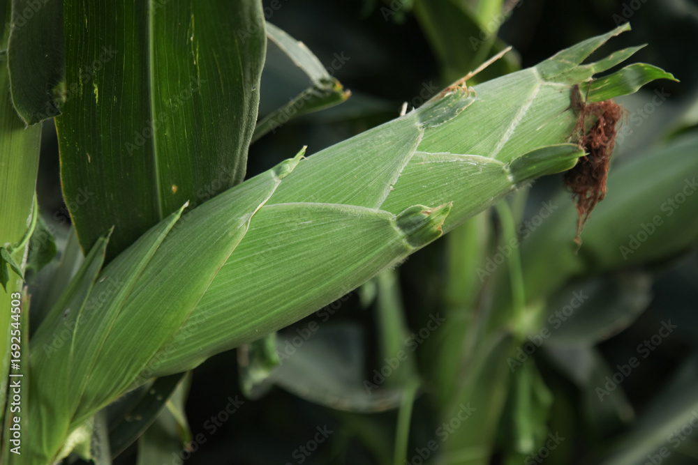 Obraz premium Fresh Ripe Corn Ear Ready for Harvest Picking in Cornfield Agriculture Crop