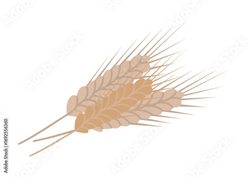 Wheat ears vector illustration showcases detailed wheat stalks against a white background. The design captures the agricultural essence with natural elements, ideal for farm-related themes.