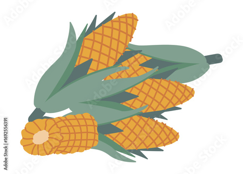 Corn cobs with vibrant orange kernels surrounded by green leaves depicted in a vector illustration. Ideal for agricultural themes, food-related designs, and educational materials.