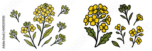 Set of isolated rapeseed flower elements with bright yellow petals and green leaves on a white background for botanical and agricultural design