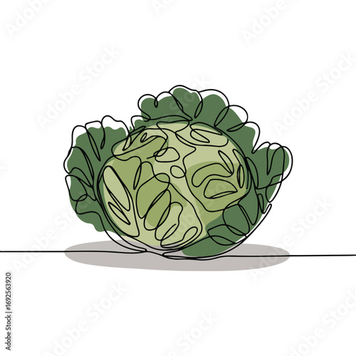 Simple black line art drawing of a Cabbage in a minimalist style on a white background.