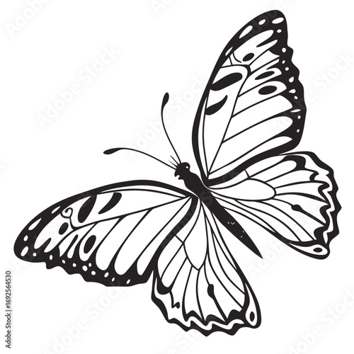 black and white butterfly