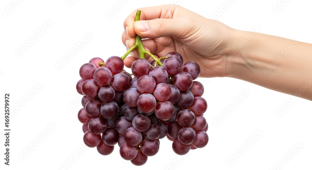 Fototapeta premium a hand offering juicy red grapes natures sweet gift, a burst of flavor and health, isolated on transparent background
