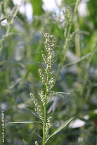 Lambs quarters, melde, goosefoot, wild spinach, Chenopode blanc - Chenopodium album - Amaranthaceae