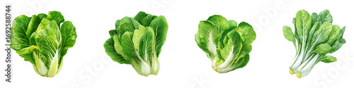 Four crisp green heads of fresh romaine lettuce isolated on transparent background.