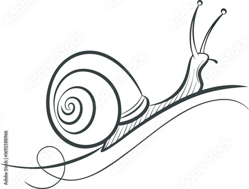 snail on white