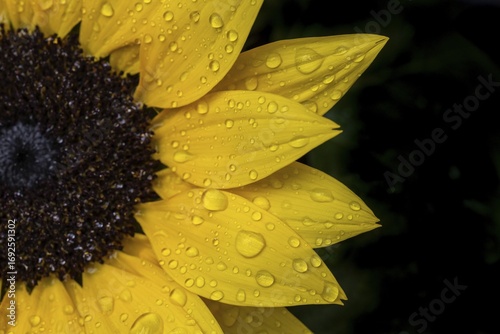 Macro photograph of a sunflower (Helianthus annuus) with raindrops on the yellow petals
