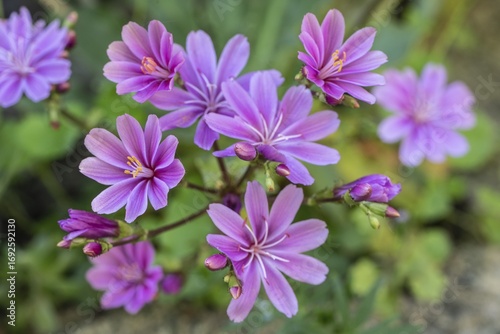 Bitterroot (Lewisia cotyledon Hybride), Emsland, Lower Saxony, Germany