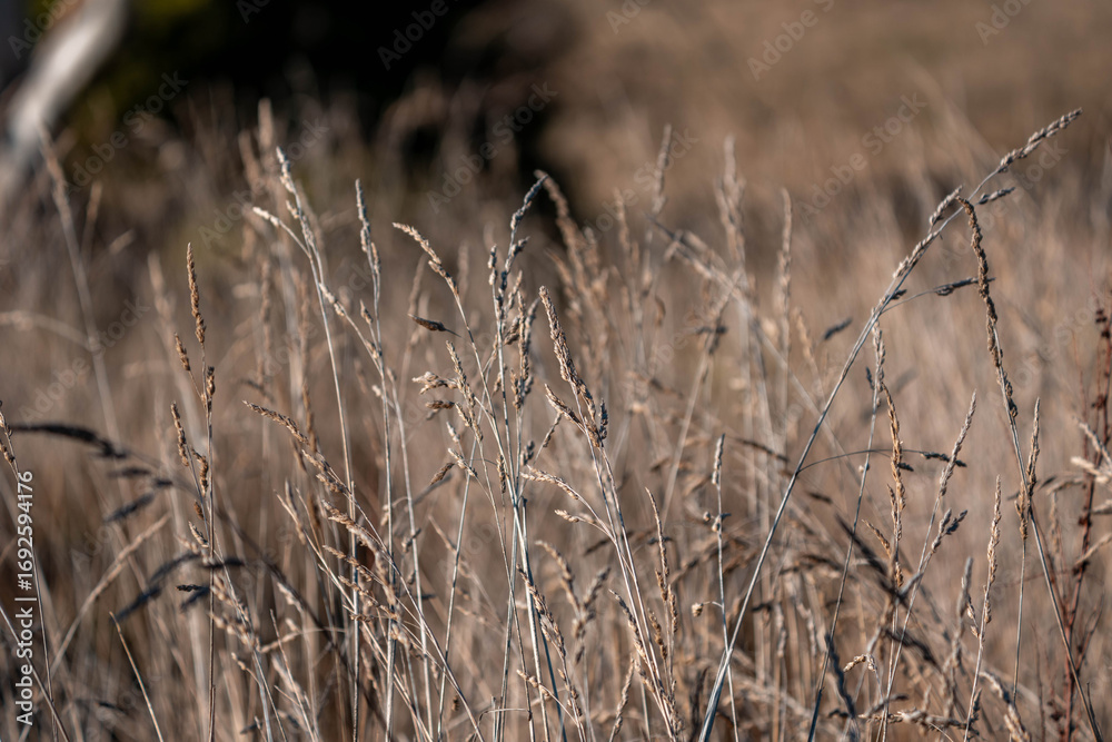 Fototapeta premium tall grass with seed heads with a herd of angus and murray grey cows, steers and bull grazing on th e pasture and resting under a tree on a beautiful sustainable agriculture farm in summer New Zealand