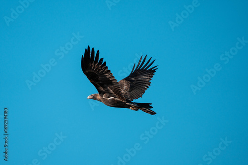 flying wedgetail eagle in a nest in a gum tree in australia