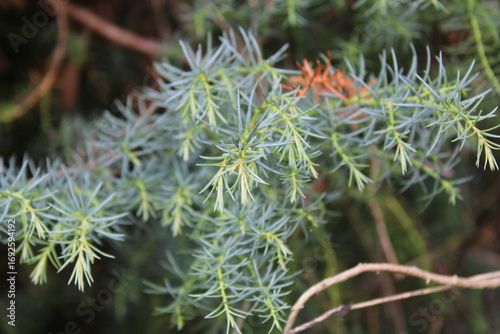 Common juniper, Genévrier commun, Gemeiner Wacholder, Ginepro comune, Zimbreiro comum, Enebro común - Juniperus communis - Cupressaceae