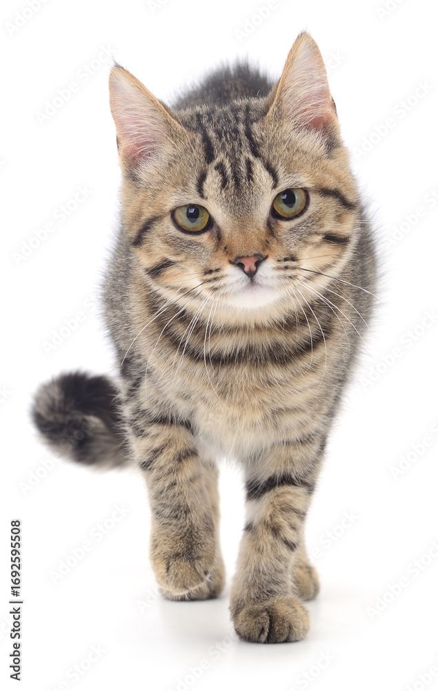 Obraz premium Tabby kitten walking isolated on white background