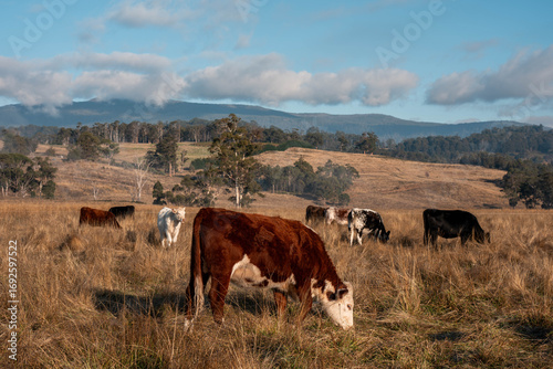 beautiful cattle in Australia eating grass, grazing on pasture. Herd of cows free range beef being regenerative raised on an agricultural farm. Sustainable farming of food crops. fat Cow in field