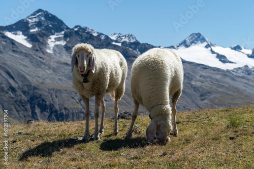 Schafe am Oberen Platteieck, Ötztal, Österreich