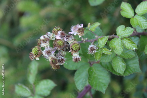 Elmleaf blackberry, Thornless blackberry, Ronce à feuilles d'Orme - Rubus Ulmifolius - Rosaceae