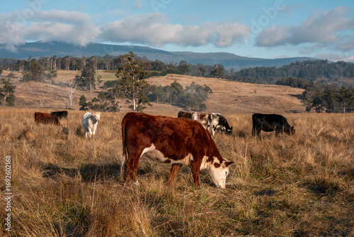 beautiful cattle in Australia eating grass, grazing on pasture. Herd of cows free range beef being regenerative raised on an agricultural farm. Sustainable farming of food crops. fat Cow in field
