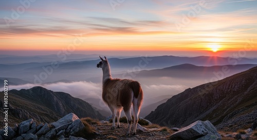 Llama on Mountain Peak at Sunrise with Misty Valley Below.
