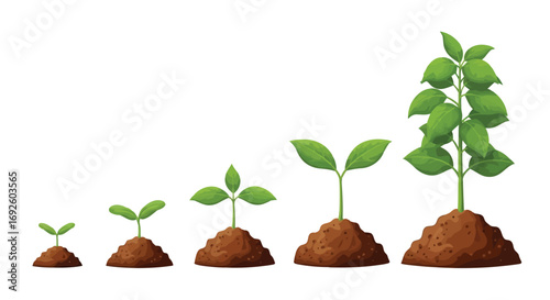 Vector illustration of plant growth stages from seedling to mature plant