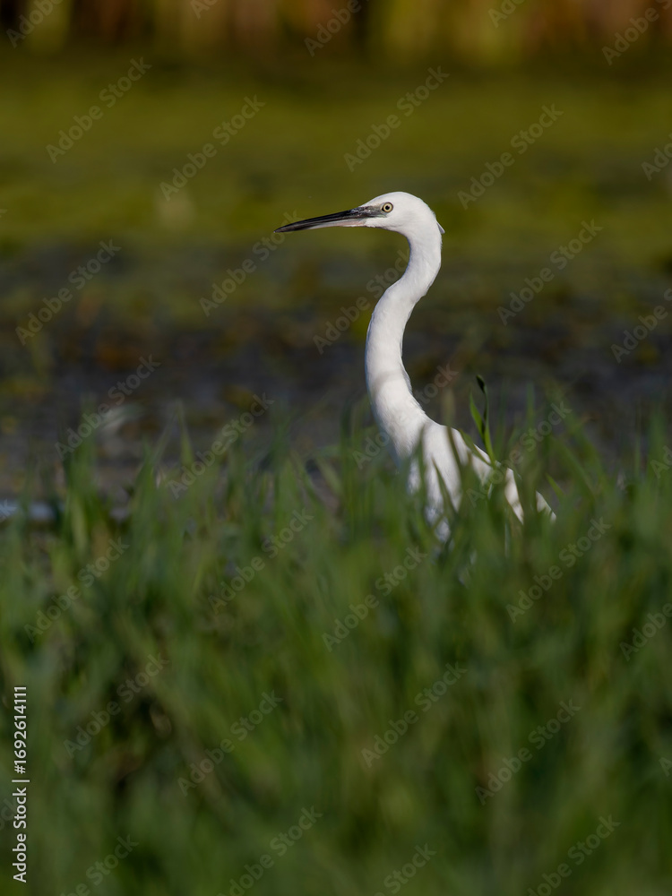 Fototapeta premium Little egret, Egretta garzetta,