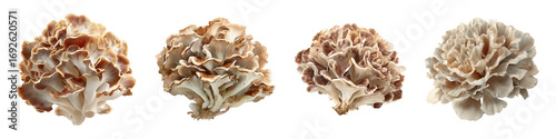 Four Detailed Views of a Chef's Special Mushroom Arrangement isolated on transparent background.
