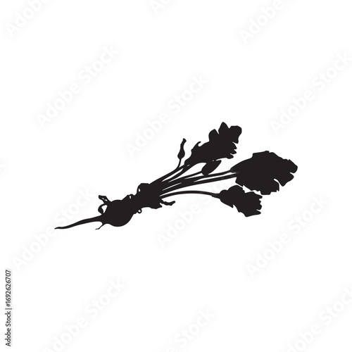Beetroot Vector (3).eps