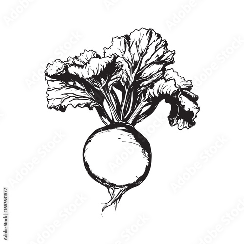 Kohlrabi Vector (1).eps