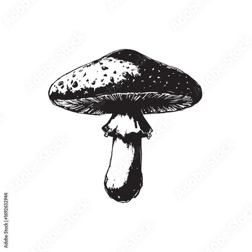 Mushroom Vector (4).eps