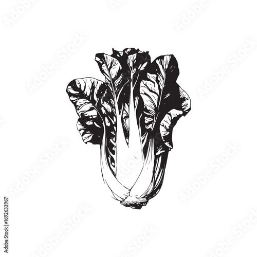 Radicchio Vector (1).eps