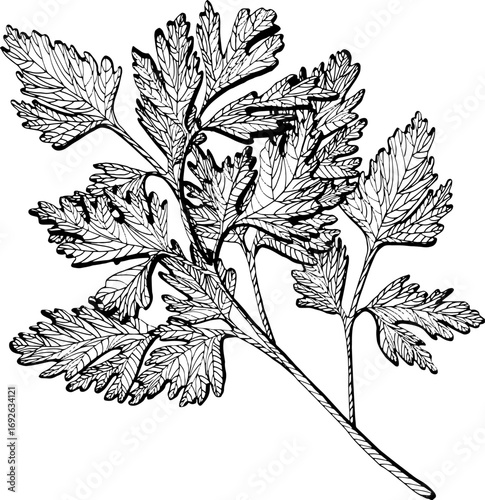 Black and white vector illustration of parsley isolated on white. Parsley, cilantro, coriander. Kitchen herbs monochrome drawing. Outline sketch for food label, menu, packaging vegetables and spices.