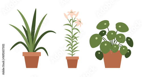 A collection of three potted houseplants including a tall green leafy plant a flowering lily and a round leafed plant