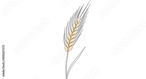 A single golden ear of wheat rises elegantly against a pure white background symbolizing abundance agriculture and the harvest season