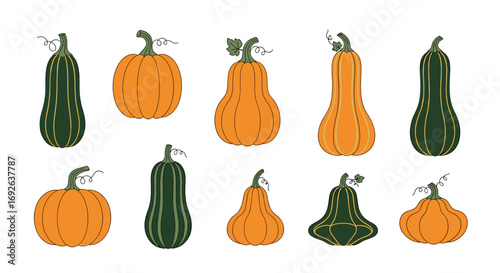 Collection of various autumn gourds and squash varieties for harvest season display