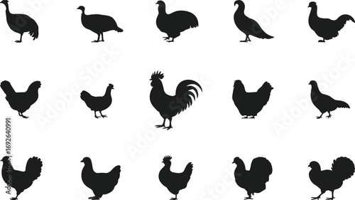 Poultry bird silhouettes collection, farm chicken, rooster, hen, turkey, bird icons, animal shapes, poultry farming, black vector illustrations.